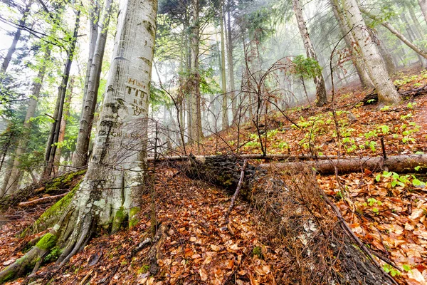 Mglisty Las Naturalny Opadłymi Drzewami Drzewami Znakami Cięcia Krze Rumuńskich — Zdjęcie stockowe