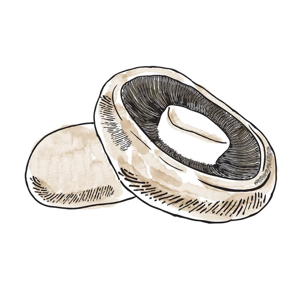 Elle çizilmiş suluboya champignon beyaz arka plan üzerinde vektör biçimi izole