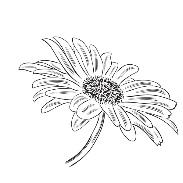 Fleur Marguerite Dessinée Main Isolée Sur Fond Blanc Format Vectoriel — Image vectorielle