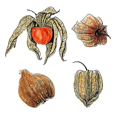 Beyaz arkaplan, vektör biçimi üzerinde izole edilmiş suluboya physalis meyve seti