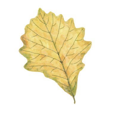 Beyaz arkaplanda izole edilmiş suluboya sonbahar yaprağı, vektör biçimi