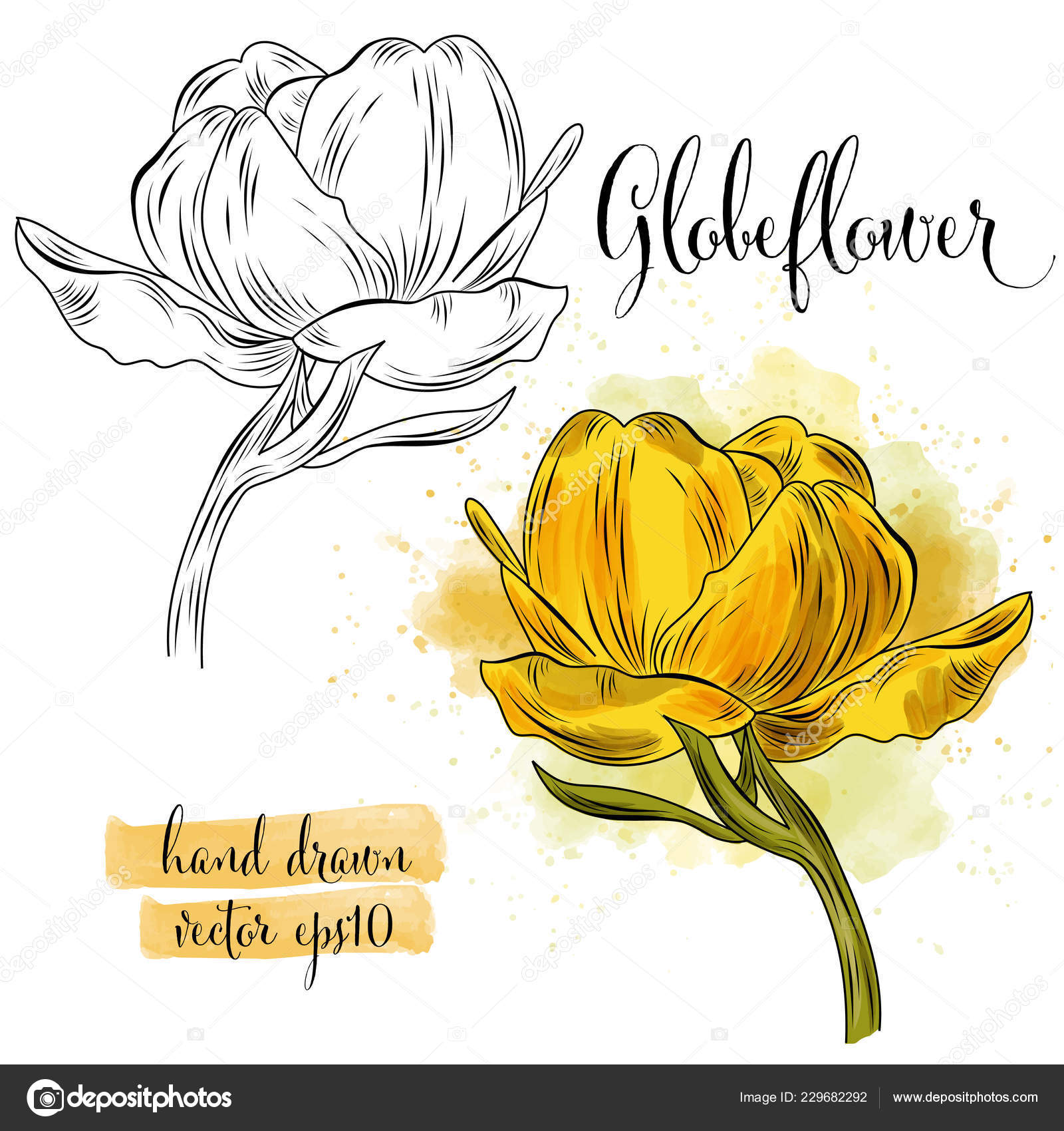 Botanical Art Watercolor Globe Flower Vector Format Stock Illustration