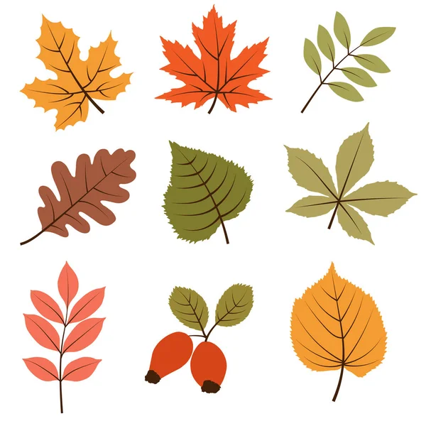 Коллекция Осенних Листьев Изолирована Белом Фоне Векторный Формат — стоковый вектор