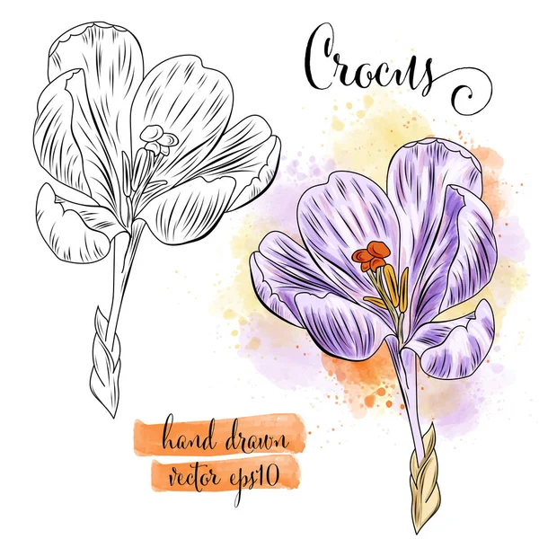 Botanical Art Watercolor Crocus Flower Vector Format — Stock Vector