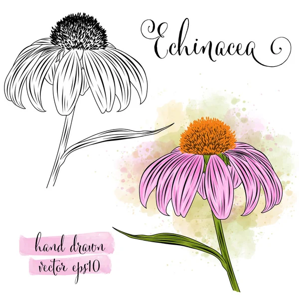 Arte Botânica Aquarela Echinacea Flor Formato Vetorial —  Vetores de Stock