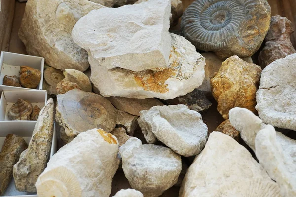 Ammonites Texture Collection Fossile Comme Très Beau Fond Naturel — Photo