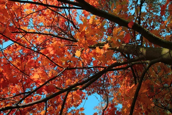 Foglie Autunno Colore Come Sfondo Molto Bello — Foto Stock