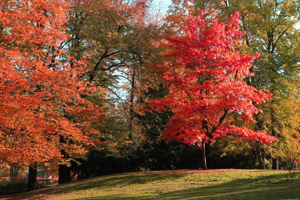 颜色树秋天作为自然背景 — 图库照片