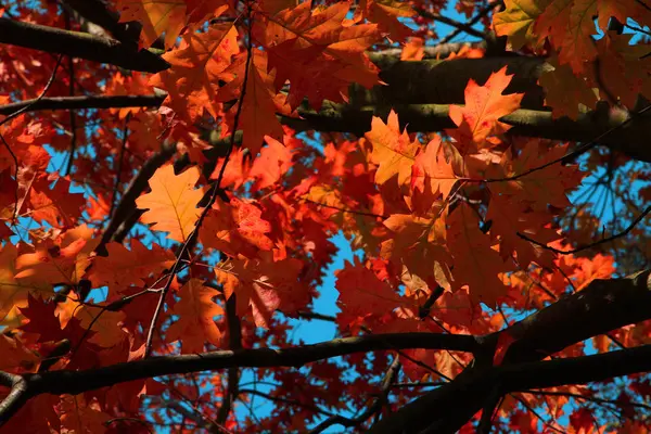 Цвет Осенних Листьев Хороший Фон — стоковое фото