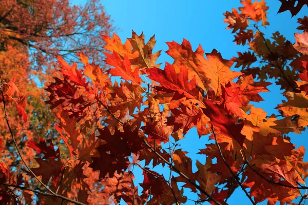 Kleur Herfstbladeren Als Zeer Mooie Achtergrond — Stockfoto