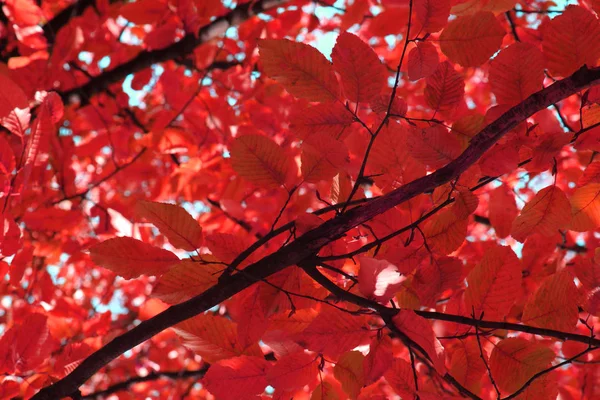 非常に素敵な背景として色紅葉 — ストック写真