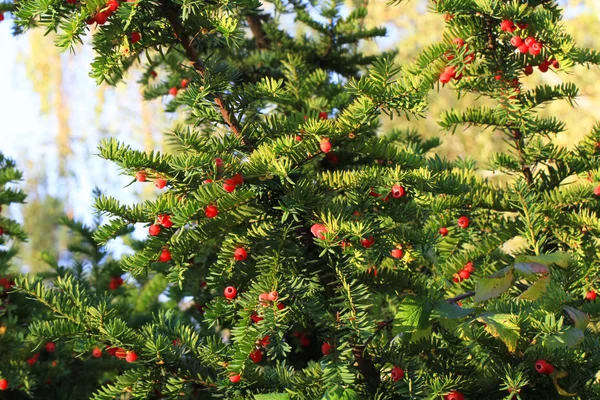 Yew Tree Fruits Nice Natural Background — Stock Photo, Image