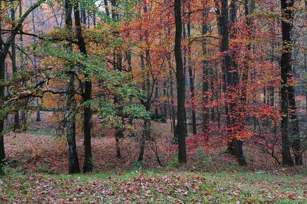 颜色秋天森林作为非常好自然背景 — 图库照片
