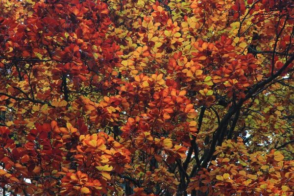 Φθινόπωρο Φύλλα Χρώμα Πολύ Ωραίο Φόντο — Φωτογραφία Αρχείου