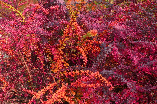 Foglie Autunno Colore Come Sfondo Molto Bello — Foto Stock