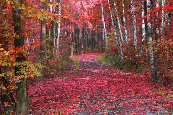 秋天公园的路线作为季节性背景 — 图库照片