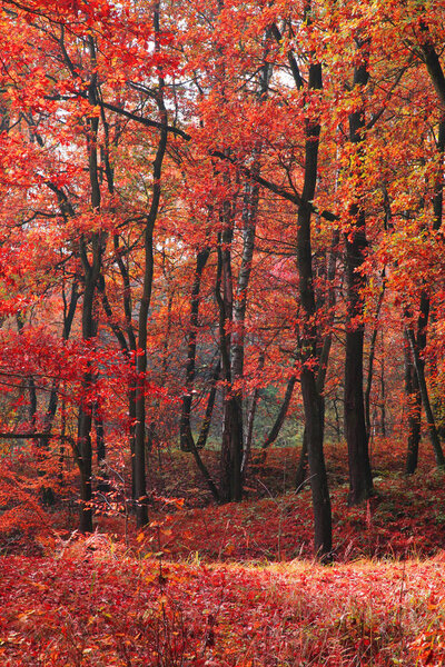 color autumn forest as very nice natural background