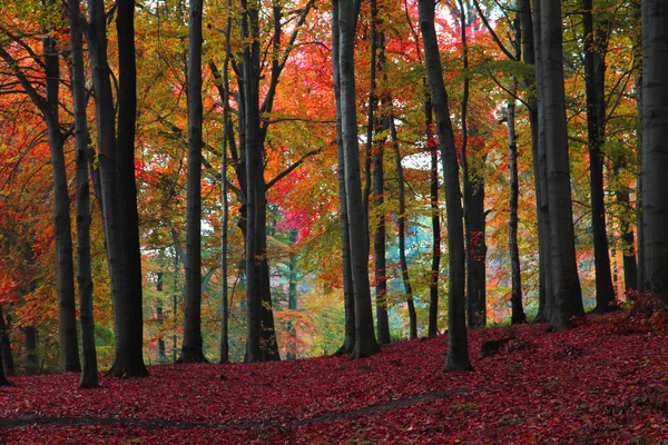 Cor Floresta Outono Como Fundo Natural Muito Agradável — Fotografia de Stock