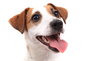 jack russell köpek baş beyaz arka plan üzerinde izole 