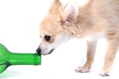 küçük chihuahua beyaz arka plan üzerinde izole içme