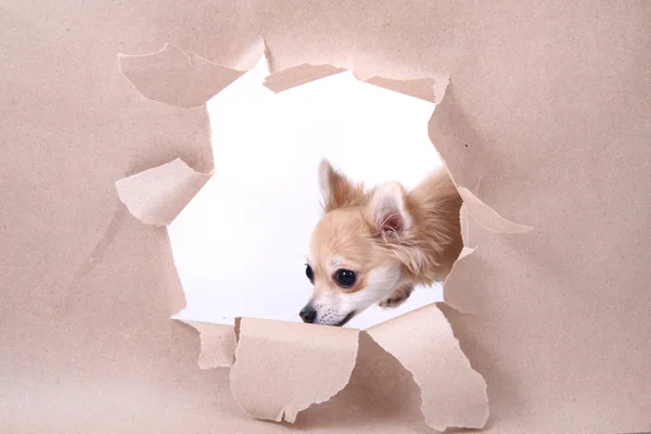 Små Chihuahua Och Papper Hål Isolerat Den Vita Bakgrunden — Stockfoto