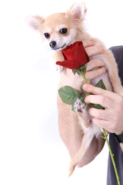 Petite Chihuahua Rose Isolée Sur Fond Blanc — Photo