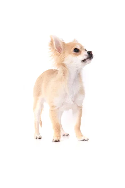 Chihuahua Pequeño Aislado Sobre Fondo Blanco —  Fotos de Stock