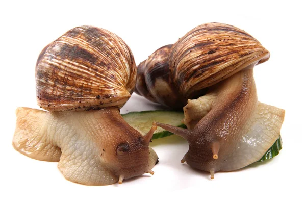 Africa Snails Isolated White Background — Stock Photo, Image