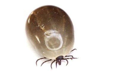 Beyaz arka plan üzerinde izole tehlikeli kene