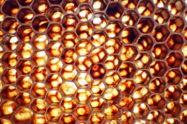 boş balmumu arı doku çok güzel arka plan olarak