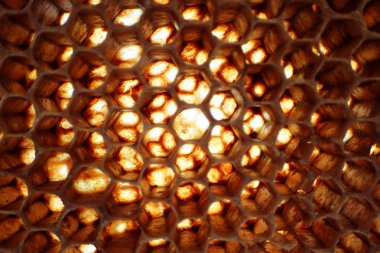 boş balmumu arı doku çok güzel arka plan olarak