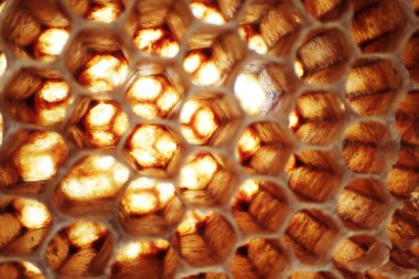 boş balmumu arı doku çok güzel arka plan olarak