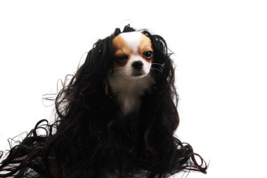 Beyaz arka plan üzerinde izole küçük chihuahua