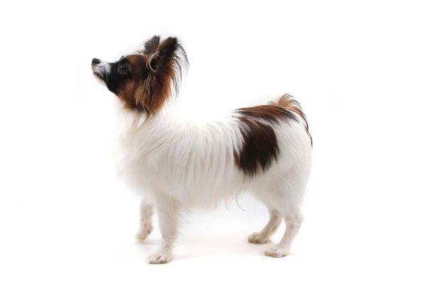 Papillon Cão Isolado Fundo Branco — Fotografia de Stock