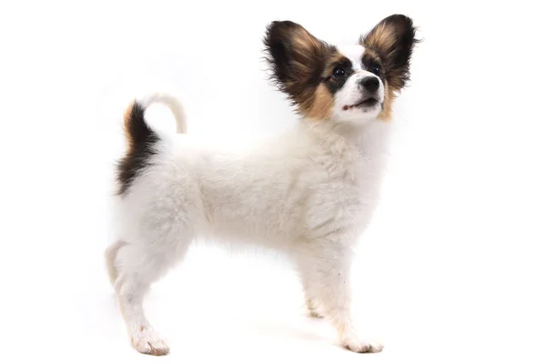 Papillon Dog Isolated White Background — Stock Photo, Image