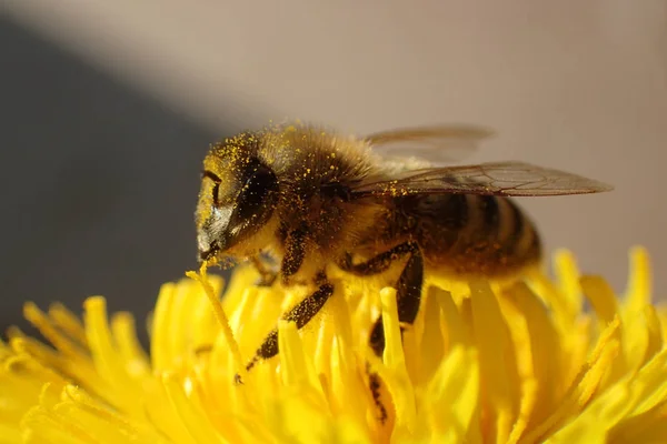 Beee Och Maskros Blomma Som Fin Insekt Foto — Stockfoto