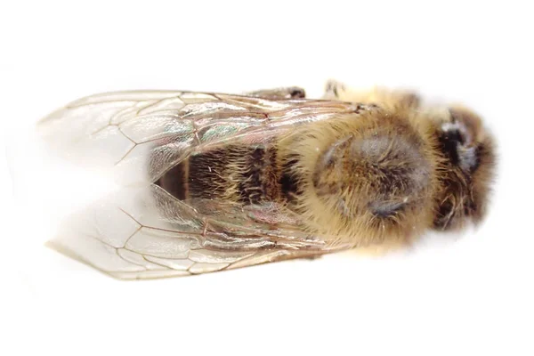 Abeille Morte Isolée Sur Fond Blanc — Photo