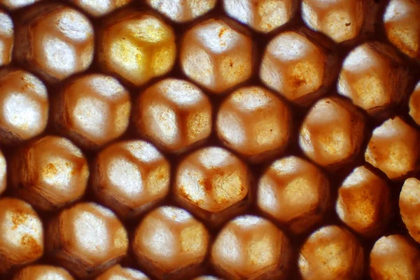 Lege Wax Bee Textuur Als Zeer Mooie Achtergrond — Stockfoto