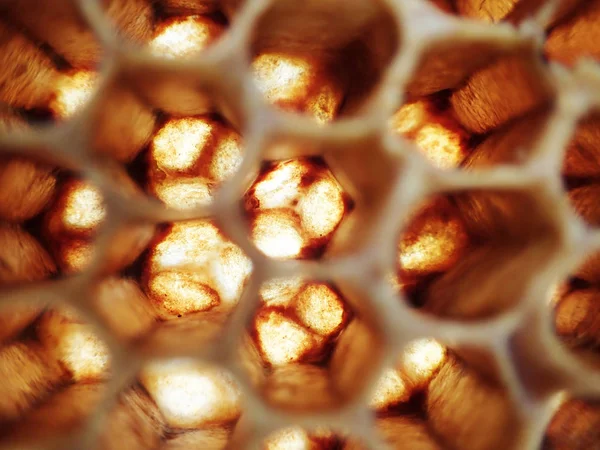 Textura Abelha Cera Vazia Como Fundo Muito Bom — Fotografia de Stock