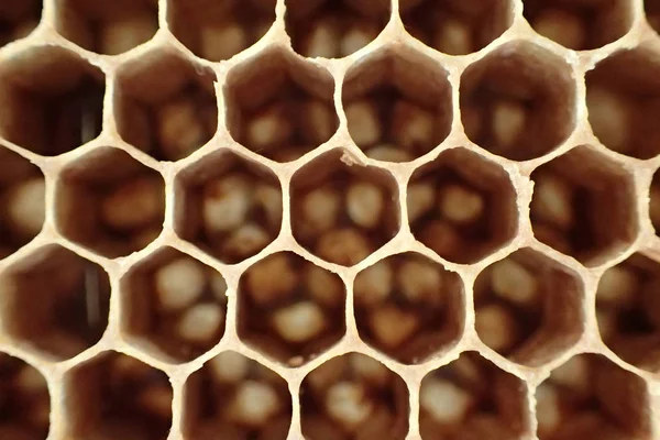 boş balmumu arı doku çok güzel arka plan olarak