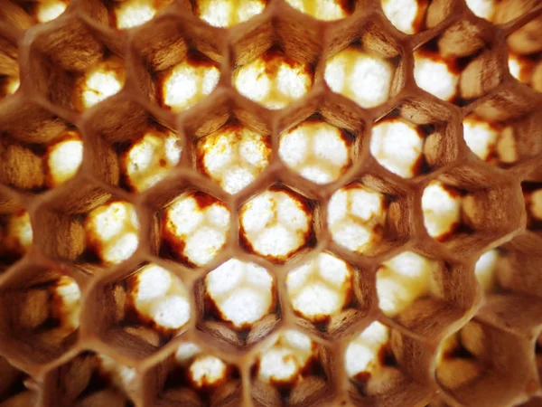 Pusty Wosku Pszczoły Tekstury Jako Bardzo Ładne Tło — Zdjęcie stockowe