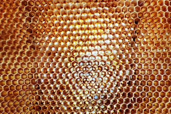 空蜡蜜蜂质地非常好的背景 — 图库照片