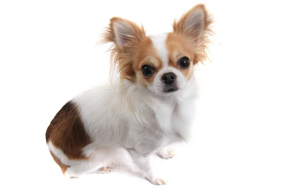 Kis Chihuahua Elszigetelt Fehér Background — Stock Fotó