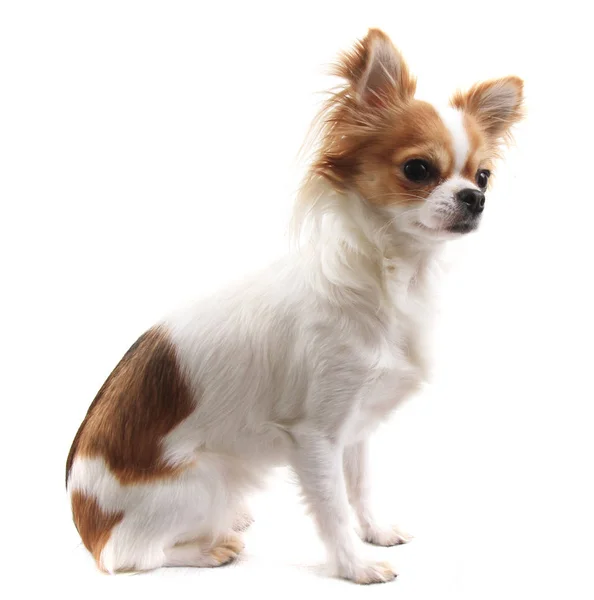 Pequeno Chihuahua Isolado Fundo Branco — Fotografia de Stock