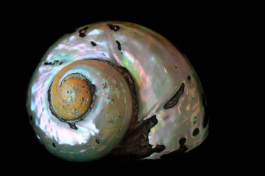 siyah arka plan üzerine izole soyut deniz kabuğu