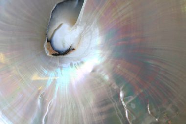 deniz kabukları doku çok güzel doğal arka plan olarak soyut