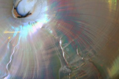 deniz kabukları doku çok güzel doğal arka plan olarak soyut