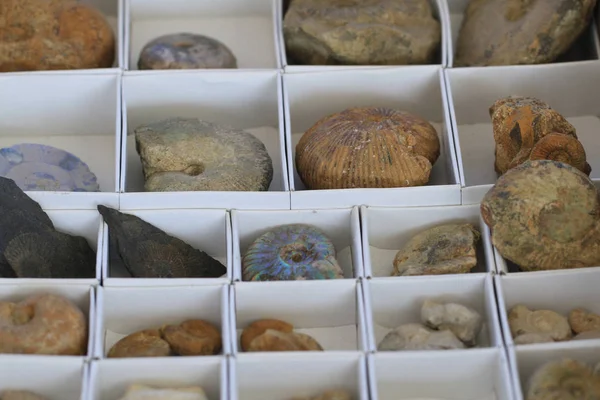 Amonitů Sbírku Zkamenělin Textury Jako Velmi Pěkné Přírodní Pozadí — Stock fotografie