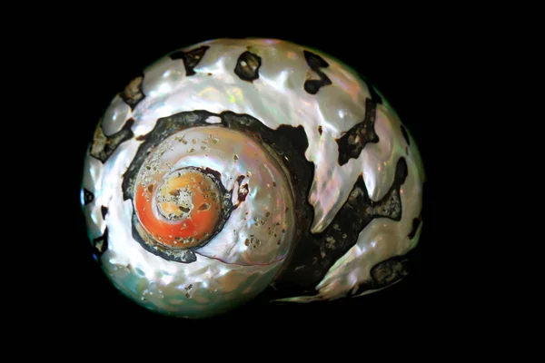 黑色背景下的抽象海壳 — 图库照片