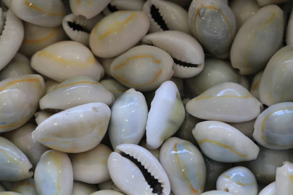 Abstrato Mar Conchas Textura Como Fundo Natural Muito Agradável — Fotografia de Stock